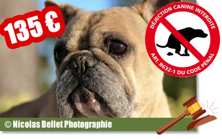 article dejection canine amende romans
