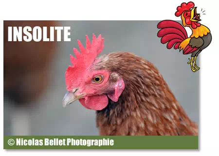 article poulets sauvages Snettisham